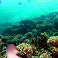 DSCF8015 koralova zahradka